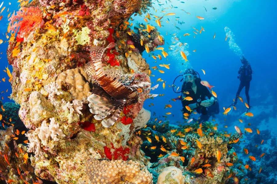 Coral Reef Explorer Dive